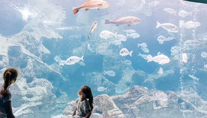Monterey Bay Aquarium's Rebrand: A New Wave of Identity by Pentagram