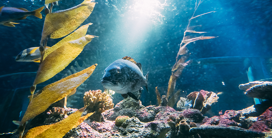 Monterey Bay Aquarium's Rebrand: A New Wave of Identity by Pentagram